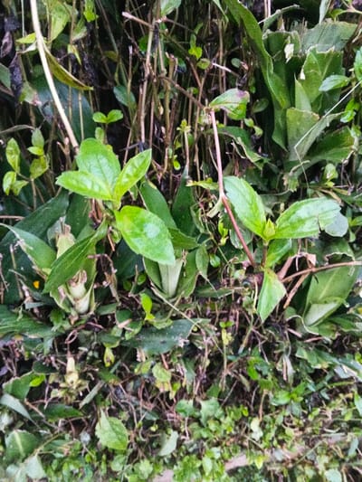 A close-up view of dense foliage. Bright green leaves of varying sizes dominate, some glossy with water droplets. Intertwined brown stems create a network among the leaves. Smaller plants and ground cover fill the lower section. A mix of textures and shades of green suggest a wild, untamed garden or natural landscape.