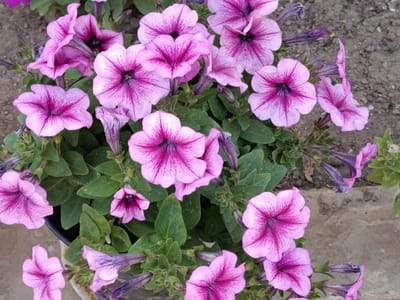 The image displays a close-up view of a cluster of blooming petunias in various shades of pink and purple. The flowers exhibit intricate veining on their petals, with some featuring darker purple throats. Green foliage surrounds the blossoms. The background consists of rough, greyish-brown soil and what appears to be a concrete or stone surface. The overall scene suggests an outdoor setting, likely a garden or planter. The location of Bekhtery, Ukraine, is not visually represented in the image.