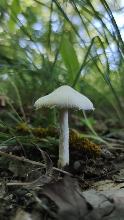 A close-up, sideways shot shows a single, pale white mushroom growing among dry leaves, twigs, and moss on the forest floor. The mushroom has a distinct cap that tapers to a point and a slender stem. Behind the mushroom, blurred green foliage and dappled sunlight suggest an outdoor, wooded setting, possibly a forest in Mikhaylovka, Russia. The lighting implies it is daytime, and the soft bokeh effect in the background indicates a shallow depth of field, focusing attention on the mushroom. No people or text are visible in the image.
