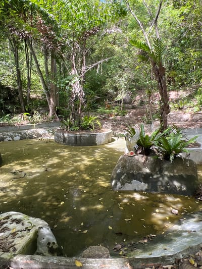 The image depicts an outdoor scene in Baan Nok Sai, Thailand, featuring a shallow, murky pond or water feature surrounded by lush vegetation and trees. The water is a greenish-brown color and has a surface covered with fallen leaves. Several concrete structures, likely planters or artificial islands within the pond, are visible. One such structure, a large, rough-textured rock, supports a white ceramic statue of a swan with outstretched wings and a red beak, positioned among several green, leafy plants. Another circular concrete planter is visible in the middle ground. In the background, a wooded hillside with rocks and sparse foliage can be seen. The lighting suggests it is daytime, with dappled sunlight filtering through the trees.