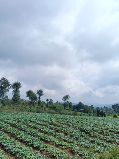 The scene depicts an expansive agricultural field located in Nam Sa Lat, Myanmar. The foreground is dominated by uniformly planted rows of green leafy crops, likely brassicas, set in dark brown soil. In the midground, a diverse line of trees, varying in height and foliage, forms a natural barrier separating the field from the distant terrain. A small, dark-roofed structure is partially visible among the trees in the right-center midground. The background features undulating hills covered with vegetation, appearing somewhat hazy. The upper two-thirds of the image consists of an overcast sky filled with large, grey cumulus clouds. Two birds are present in the sky; one is visible in the upper left quadrant, and a smaller, dark silhouette is in the upper right quadrant. No human activity or individuals are visible.