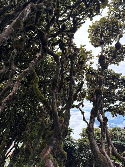 The image shows a dense canopy of trees from a low-angle perspective, looking up towards the sky. The branches are gnarled and twisted, covered in thick moss and lichen, giving them a dark, textured appearance. Numerous small, round, fuzzy growths, likely epiphytic plants or seed pods, are clustered along the branches. Dark green leaves are interspersed throughout the branches, creating a lush, almost tangled effect. The sky is visible in patches between the branches, with scattered white clouds against a pale blue background, suggesting a daytime scene with fair weather. The overall impression is one of a mature, wild forest environment. The location is identified as Muong Khoa, Vietnam. No people or specific objects are visible, and no text is present. The scene evokes a sense of natural abundance and the intricate beauty of a forest ecosystem.
