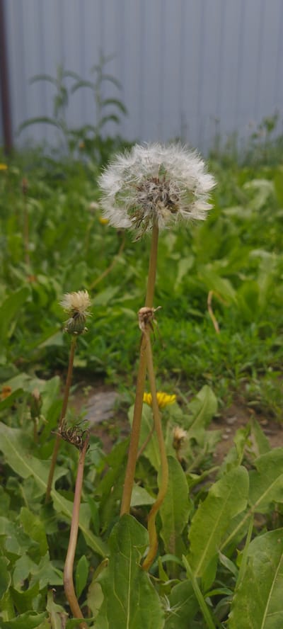 A close-up, vertical shot captures a fluffy dandelion seed head at the forefront, its white parachutes fully formed and ready to disperse. Behind it, a blurred, pale green plant with thin leaves grows against a grey, vertical-slatted fence. The foreground is dominated by lush green grass and dandelion leaves, with hints of soil and a few other faded dandelion heads. The image is taken outdoors, likely in a natural setting within the city of Pokosnoye, Russia, judging by the presence of common flora and a backyard-style fence. There are no people or animals visible in the frame. The overall atmosphere is one of natural growth and the transition of a plant's life cycle.