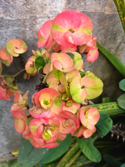 A cluster of Euphorbia milii, or Crown of Thorns, flowers with vibrant pink and green bracts dominates the scene. The unique petal-like structures curl around a central point. The background features a grey textured wall and hints of other foliage including green leaves and thorny stems. The flowers exhibit a mix of fresh vibrant colors and some fading, suggesting varying ages of the blooms.