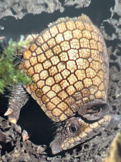 A close-up, overhead shot shows an armadillo on dark, textured ground. The armadillo is curled, with its distinctive segmented armor clearly visible. Its head, with a small dark eye, is visible at the lower right, with its snout pointed forward. The armadillo's claws are also visible on the left side of the image, digging into the ground. A patch of green vegetation is visible on the left, behind the armadillo's front legs. The background is a dark, rocky or earthy texture. The image has a slightly grainy quality. The location in Gandia, Spain is not depicted in this image.
