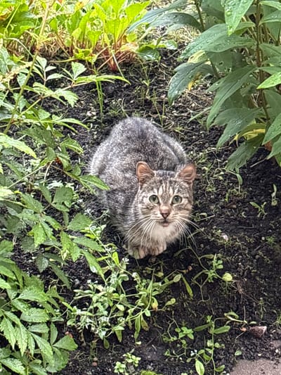 A tabby cat with green eyes and a grey and brown striped coat is sitting on the ground in a garden. The cat is looking directly at the camera. The ground is covered in dark soil, with patches of green weeds and some fallen leaves. To the left and right of the cat are clusters of leafy green plants. Some of the leaves appear to be wet, suggesting recent rain. The setting appears to be a residential garden in Leningradskaya, Russia.