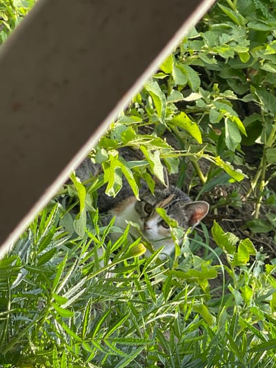 A calico cat is partially obscured by green foliage in a garden setting. The cat's head is visible, with its eyes looking towards the viewer. The background consists of green plants and dark soil. A blurred object, possibly a fence or railing, is in the foreground, partially obscuring the scene. The image appears to be taken outdoors during daylight. There is no visible indication of the specific location within the city of Sredny, Russia.