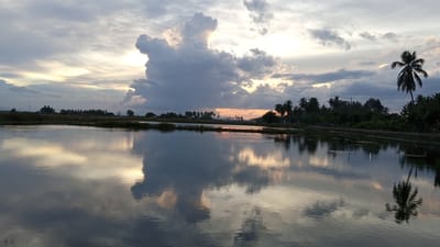 The image depicts a serene, wide-angle view of a body of water reflecting the sky during what appears to be sunset or twilight. The sky is filled with dramatic clouds, with a bright, yellowish light breaking through in the upper center and right, suggesting the sun is low on the horizon. The water's surface is smooth, creating a near-perfect mirror image of the sky and the vegetation along the far bank.

The far bank is lined with a dense row of tropical trees, predominantly palm trees, with a few other types of trees mixed in. The vegetation is lush and green, creating a distinct line between the water and the sky. In the distance, silhouetted against the brighter parts of the sky, are more trees and what might be distant structures, possibly indicating the edge of a settlement. The overall impression is one of natural tranquility, with the water acting as a dominant element in the composition due to its reflective quality. The scene appears to be located in a rural or semi-rural area, likely in a tropical region given the presence of palm trees. Without further context, it's difficult to pinpoint a specific location beyond a general description of a tropical waterfront environment.