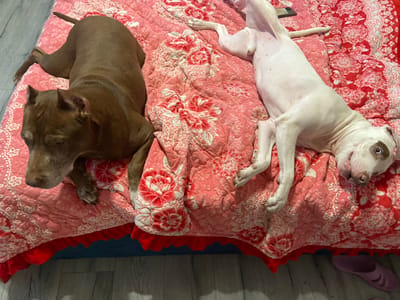 This is a top-down, indoor shot of two pit bull dogs resting on a pink quilted blanket with a floral pattern. The dog on the left is predominantly white with some brown markings around its eyes and ears. It is lying on its back with its legs extended upwards. The dog on the right is a solid brown color and is lying on its side, facing away from the camera. Both dogs appear relaxed and comfortable. The background shows a wooden floor and a dark blue edge to what might be a rug or another blanket. A pair of light purple slippers are visible in the upper left corner of the image. The lighting suggests it could be daytime, but no specific time is indicated. There is no visible text in the image. The overall scene evokes a sense of domestic comfort and relaxation.
