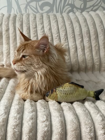 An orange tabby cat is lying on a white, plush, ribbed blanket. Next to the cat, on the blanket, is a stuffed toy fish. The background shows a wall with a decorative pattern. The scene is indoors, likely in a residential setting in Rozsoshentsi, Ukraine.