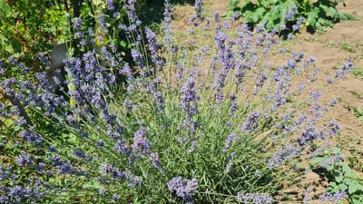 A close-up, eye-level shot captures a bush of lavender in full bloom. The lavender's vibrant purple flowers are clustered on tall, slender stems, creating a soft, textured effect. The foliage is a muted green, providing a backdrop to the colorful blooms. The bush appears lush and healthy, with numerous flower spikes reaching upwards and outwards.
The background reveals a garden setting. To the left, a portion of a wire fence and some green foliage are visible, suggesting an outdoor environment. The ground in the background is dry, reddish-brown soil, characteristic of a sunny, possibly arid climate. In the upper right quadrant, larger green leaves are partially visible, possibly from another plant or tree casting shadows. The overall lighting suggests it is daytime, with the sun casting distinct shadows.
No people are visible in the image, nor is any text. The scene conveys a sense of natural beauty and tranquility, highlighting the blooming lavender. The focus is entirely on the plant and its immediate surroundings, suggesting a peaceful moment in a garden. The dry soil and bright sunlight hint at warm, possibly summer weather in Rímac, Peru.