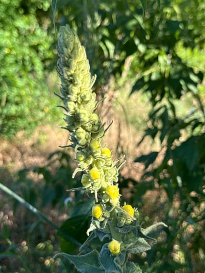 A close-up, eye-level shot focuses on a flowering stalk of a plant, possibly Verbascum, with a cluster of small, yellow buds and developing seed pods. The stalk is covered in fine hairs, giving it a fuzzy appearance. Green leaves are visible below the flowering stalk. The background is a soft blur of green foliage and earth, with dappled sunlight creating bokeh effects. The lighting suggests it is a bright, sunny day, likely in the late morning or early afternoon, given the strong sunlight and shadows. The scene appears to be outdoors in a natural setting, possibly a meadow or garden, with a hint of a path or dry earth in the background. No people or animals are visible. The overall mood is one of natural growth and the delicate beauty of a developing plant. No text is present in the image.