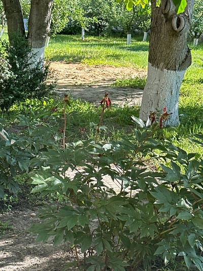 The image shows a garden scene in Podilsk, Ukraine. In the foreground, a dense bush with large, green, compound leaves and several thin stalks topped with developing seed pods dominates the lower half of the frame. Some of the seed pods are reddish-brown. Two trees with rough, grey bark, one partially visible on the left and a more prominent one on the right, have their lower trunks painted with white whitewash, a common practice in Ukraine to protect trees and indicate their health. The tree on the right has a distinctive knotty protrusion on its trunk. Behind the foreground bush and trees, a sunlit area of short green grass is visible, with a patch of bare, sandy soil in the middle ground. Further back, more trees with whitewashed trunks can be seen in the distance, interspersed with more green foliage and grass, suggesting a cultivated orchard or park. The lighting indicates it is daytime, likely sunny. There are no people visible in the image.