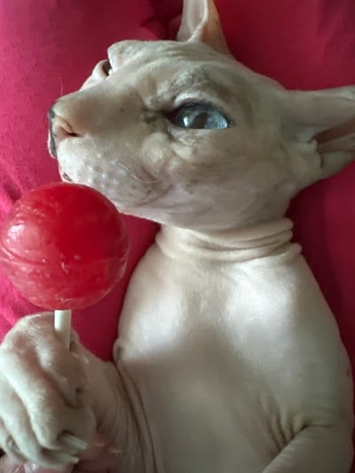 The image shows a close-up of a light-skinned Sphynx cat lying on a pink surface. The cat is on its side, with its head turned towards the camera. Its eyes are open, and its expression appears calm or curious. In front of the cat is a red, spherical lollipop with a white stick. The cat's paws are visible, with one paw gently resting on or near the lollipop stick. The cat's skin has characteristic wrinkles, particularly around its neck. The pink surface appears to be fabric, possibly a blanket or cushion. The lighting suggests an indoor setting, likely during the daytime. There is no visible text in the image. The overall scene is a still life featuring the cat and the lollipop.