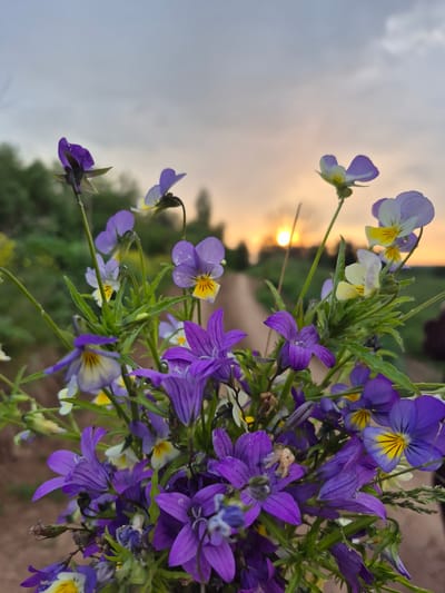 A close-up, eye-level shot captures a bouquet of wild purple and yellow violets against a blurred background of a sunset. The setting sun, a bright orange orb, is visible in the distance, casting a warm glow over a dirt path that stretches into the horizon. The path is flanked by green foliage and trees. The sky above is a gradient of soft gray and orange hues. The focus is sharp on the flowers, highlighting their delicate petals and intricate details. The location is the city of Doinaya, Russia.