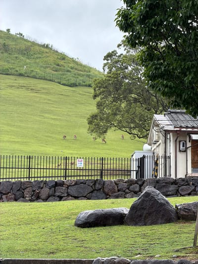 This image depicts a verdant, hilly landscape in Nara, Japan, likely within Nara Park, under an overcast sky.
In the immediate foreground, several large, dark, wet boulders rest on a patch of short, bright green grass. Directly behind this, a retaining wall constructed of irregular, dark boulders spans the width of the frame. Above the stone wall, a black metal fence with vertical bars runs horizontally across the mid-ground.
Attached to this fence on the right side is a white rectangular sign displaying Japanese text and pictograms, indicating warnings or instructions, likely pertaining to the deer.
Behind the fence, a bright green, well-maintained grassy slope ascends towards the background. Seven Sika deer (Cervus nippon) are visible on this slope; two smaller deer are closer to the fence on the left, and five larger deer are distributed further up the slope, appearing to graze or stand.
On the far right, partially obscured by a large, leafy green tree, is a small, single-story building with light-colored walls and a distinctive dark, patterned tiled roof. The building features an outdoor mechanical unit, exposed electrical conduits, a speaker or horn, and yellow-and-black striped barriers near an entrance or gate.
In the upper background, the grassy slope continues, becoming steeper and covered with wilder grasses, shrubs, and sparse trees. Another black wire fence runs along the contour of this upper hillside. The sky above is uniformly light grey, indicating heavy cloud cover. No human subjects are present.