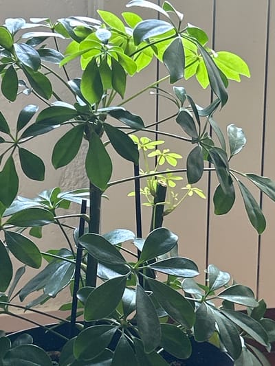 The image shows a close-up of a potted plant, likely an umbrella tree (Schefflera actinophylla), indoors. The plant has multiple stems with glossy, dark green compound leaves. Some newer growth at the top is a lighter, vibrant green. The plant is supported by dark stakes. The background consists of vertical blinds and a textured wall, suggesting an indoor setting. There are no people or animals visible in the image. The image is taken from a slightly low angle, looking up at the plant. The lighting appears to be natural, coming from the side, creating highlights on the leaves. The location of Saint-Marcel-lès-Sauzet, France, is not discernible from the visual information in the image.