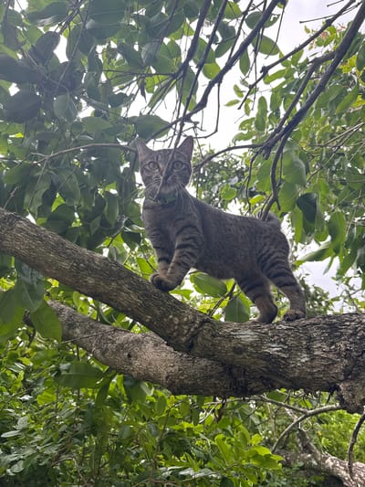 A grey tabby cat is climbing a tree outdoors. The cat is upside down and facing the camera, with its front paws gripping the rough bark of the tree trunk. Its tail is curled around its body. The cat has green eyes and a concerned expression. It is wearing a green collar. The tree is covered in green leaves, and branches are visible throughout the frame. The background is a blurry expanse of green foliage and a bright sky, suggesting it is daytime. The image is taken from a low angle, looking up at the cat. The setting appears to be a natural outdoor environment, possibly a garden or a park in Ko Pha-ngan District, Thailand. There is no visible text in the image.