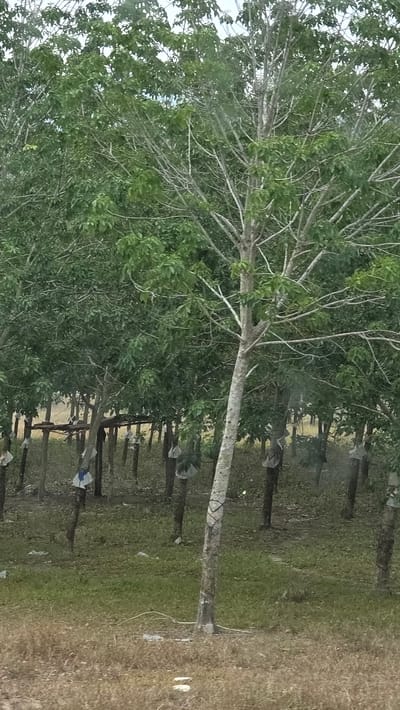 The image depicts a landscape in Dak Ro Wa, Vietnam, featuring a row of trees. The trees are characterized by their long, slender trunks and branches, with some having dense green foliage. The ground beneath the trees is covered in a mix of green grass and dry, brown vegetation. The setting is outside, with the possibility of a rural or semi-rural area being indicated by the natural scenery. There is no evidence of people or specific actions within the scene. The lighting suggests a daytime shot, possibly taken during a time of day with soft sunlight.
