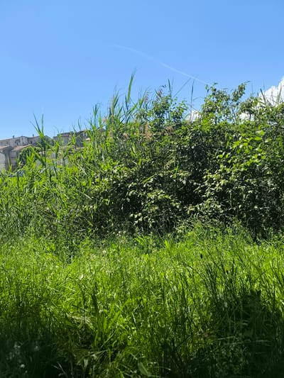 The image shows a grassy field with tall reeds and thick foliage in the foreground, partially obscuring a view of buildings in the background. The sky is blue with some contrails visible. It is daytime. The buildings in the background suggest this is located in an inhabited area, consistent with the location in Chézenas, France. The area appears unkempt, with overgrown vegetation. There are no people visible. The environment suggests a rural or semi-rural setting within the city limits.