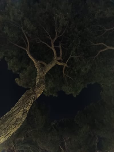 The image captures a nighttime view of a large tree with a thick, textured trunk and numerous branches against a dark sky. The tree is silhouetted, with its foliage appearing as a dark mass. The perspective is looking upwards into the tree canopy. The background suggests a natural or park-like setting, possibly within the city of Roseto degli Abruzzi, Italy, given its characteristic pine trees. There are no people or specific man-made objects clearly visible. The overall impression is one of a solitary tree at night.
