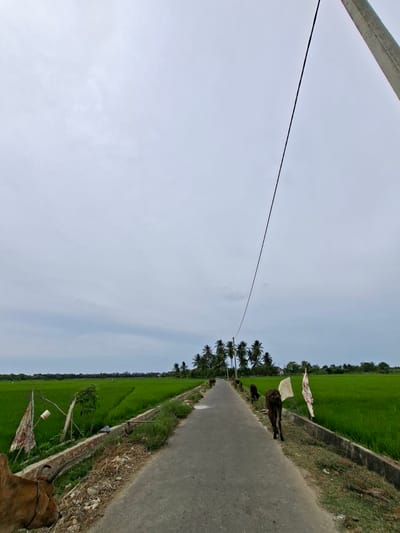 This image depicts a rural road flanked by lush green rice paddies. The sky is overcast with a pale gray hue. A power line stretches diagonally across the frame from a utility pole on the right. Several cows are present; one is partially visible in the foreground on the left, appearing to be lying down. Further down the road, three cows are walking away from the camera, and two more are grazing or standing. White and patterned flags are planted along the roadside. In the distance, a line of palm trees and scattered houses suggest a nearby village. The scene conveys a sense of quiet, everyday rural life.