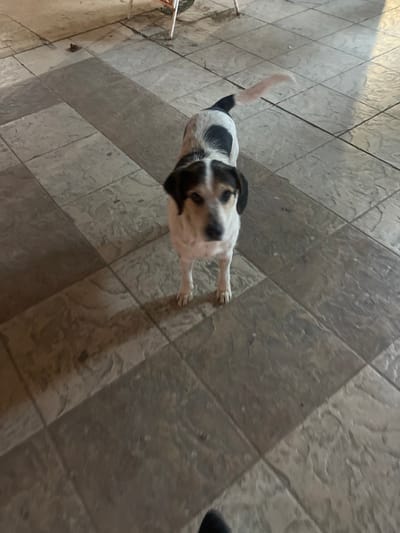 A medium-sized, short-haired dog stands facing the camera on a tiled floor. The dog's coat is white with prominent black patches on its back and hindquarters, and distinctive black and tan markings on its head and ears, including a white blaze on its forehead. Its white tail is blurred, indicating motion. The flooring consists of square tiles with a textured, stone-like appearance, rendered in varying shades of gray and brown. Shadows are cast on the tiled surface, originating from a light source seemingly positioned to the left. In the upper right background, the light-colored, thin metal legs of what appears to be a piece of furniture are visible. A dark object, consistent with a shoe or foot, is present in the lower left foreground. The scene is located within the city of Smederevska Palanka Municipality, Serbia.