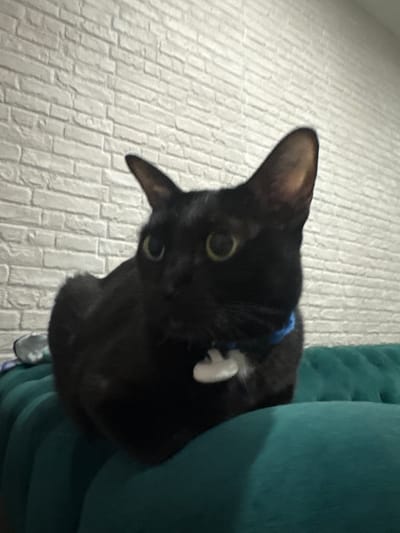 A black cat with yellow-green eyes sits on a teal couch in front of a white brick wall. The cat is wearing a blue collar with a white tag. The background suggests an indoor domestic setting. There is no information within the image to specify the location as Bang Rak Yai Subdistrict, Thailand.