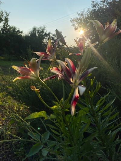 The image captures a close-up view of several lilies in bloom, set against a backdrop of lush greenery and the setting sun. The flowers, with their distinctive striped petals of red and white, are the primary subjects. They are positioned in the foreground and midground, with some fully open and others still in bud. The sunlight streams through the leaves and flowers, creating lens flare and highlighting the delicate textures of the petals and stems. Behind the lilies, a dense evergreen shrub provides a dark, textured contrast, while further in the background, trees form a softer, out-of-focus silhouette against the sky. The sky itself is a pale blue, transitioning to a warmer hue near the horizon where the sun is low. The scene appears to be a garden setting, likely in a natural or semi-natural outdoor environment, possibly on the outskirts of a residential area. There is no indication of the city of Маринопіль, Ukraine.