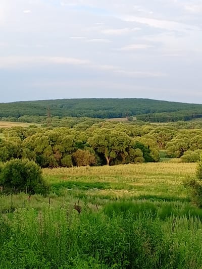 A wide shot captures a rural landscape in Nekruglovo, Russia, under a pale blue sky with scattered white clouds. The foreground features tall, dense green grass and foliage. Beyond this, a field of lighter green grass stretches out, interspersed with rows of darker green vegetation. Further back, a dense forest of trees blankets a gently sloping hill. A single, tall pylon stands amidst the trees in the middle ground. The lighting suggests it is either early morning or late afternoon.