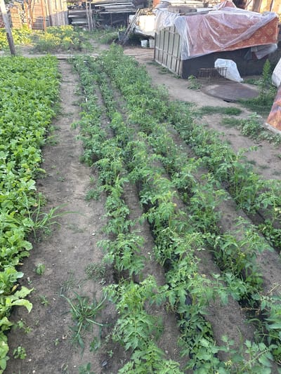 This image depicts an outdoor scene in Tobyl, Kazakhstan, showing a garden with rows of green plants. The main subjects are the plants themselves, which appear to be young tomato plants, identifiable by their leafy green foliage and the presence of small yellow flowers on some of them. These plants are arranged in neat rows in dark soil. In the foreground, there is another patch of dense, leafy green plants, possibly a different crop like radishes or leafy greens.
To the left of the garden, there are several objects. A large, patterned mattress covered in clear plastic is visible, along with some white bags and a metal cage or rack. Further to the left, there are wooden structures and some fencing, suggesting a backyard or agricultural setting.
The scene appears to be outdoors during the daytime, with natural light illuminating the garden. The weather seems fair, as the plants look healthy and there's no indication of rain or harsh conditions. The overall impression is that of a functional garden, likely tended for personal use or small-scale farming. There is no visible text in the image.