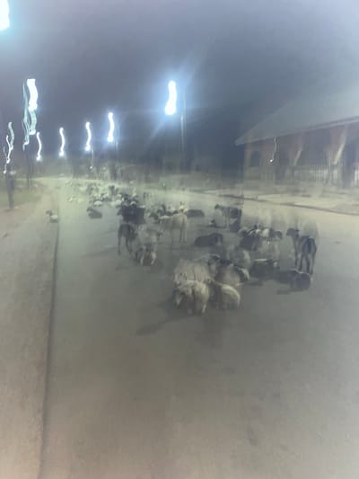 This image depicts a low-light street scene in Aigiere, Nigeria. Numerous livestock, primarily sheep and goats of varying light and dark coloration, are distributed across a dark, paved road; many are recumbent, while others stand. The scene is illuminated by multiple bright, vertically elongated streetlights lining the left side of the road, exhibiting significant motion blur. On the right side of the mid-ground, a building with a reddish-brown roof, walls, and a visible porch with railings stands. Sparse, indistinct vegetation or poles are present on the left periphery. No human figures are discernible. The overall image quality is impacted by low light conditions and motion blur, contributing to a hazy atmospheric appearance.