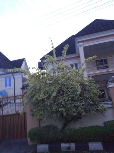 The image shows a street view in Rumuomasi, Nigeria. Two buildings are visible, a larger multi-story house with a dark tiled roof and cream-colored trim, and a smaller house with a dark roof and light-colored walls, featuring blue windows. A tree with variegated green and white leaves is prominent in the foreground, partially obscuring the buildings. A brown metal gate and fence are also visible, along with a neatly trimmed hedge. Overhead, power lines are strung against a bright sky. The ground in the foreground appears to be a paved surface with a dark and white border, possibly indicating a sidewalk or road edge. The scene suggests a residential area within the city.