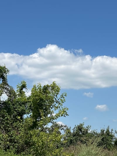 The image shows a clear blue sky with a band of fluffy white clouds stretching horizontally across the middle. Below the clouds, the tops of green trees and bushes are visible, creating a natural landscape. The vegetation appears lush and dense. There are no people or man-made structures evident in the frame. The scene is typical of an outdoor natural environment under a sunny sky, possibly in a rural or park-like setting.