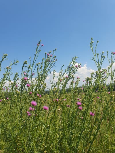 In Smorodinka, Russia, a field of thistles blooms under a clear blue sky. The spiky green stalks of the thistles reach upwards, adorned with vibrant purple flowers. Some of the flowers are fully open, showcasing their delicate petals, while others are still in bud. The background is a blur of greenery, suggesting a vast expanse of wild terrain. A few fluffy white clouds drift lazily across the sky, adding to the serene atmosphere of the scene. The sunlight casts long shadows, indicating it is likely late afternoon.