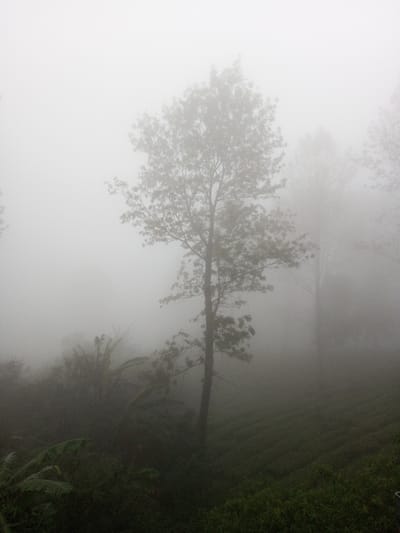 The image displays a landscape in Neerveli, Sri Lanka, enveloped in dense fog or mist that significantly reduces visibility. A prominent, tall, slender tree with discernible branches and sparse foliage occupies the central midground. To its immediate left and lower-left, indistinct dark green vegetation, including what appear to be large-leaved plants such as banana trees, is partially visible. Extending from the lower-right to the mid-right, a cultivated area with linear rows of low-lying green plants, consistent with a tea plantation, is observed through the fog. The upper portion of the frame is dominated by the light grey-white expanse of the fog, merging with an obscured sky. No individuals, animals, or artificial structures are visible, and no actions or interactions are depicted.