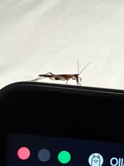 A small, light brown insect with long antennae is perched on the edge of a black electronic device. The insect is positioned in the center of the image, facing left, with its legs gripping the surface. The background is a softly lit, textured off-white surface, possibly a bedsheet. Below the insect, on the black surface of the device, are three circular colored indicators: red on the left, grey in the middle, and green on the right. To the far right of these indicators, a white circular icon containing a cartoon llama-like creature is visible, followed by the white text "Olla". The image appears to be taken indoors, in Ban Phonsavang Neua, Laos.