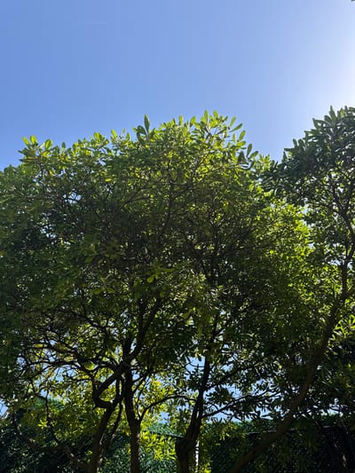 The image shows a low-angle view looking up through the dense, green canopy of a tree against a clear blue sky. The leaves are lush and vibrant, with sunlight filtering through, creating dappled patterns and highlighting the texture of the foliage. The branches of the tree are dark and gnarled, forming an intricate network against the bright sky. On the left side of the image, a bright, hazy area suggests the sun is high in the sky. A faint white contrail from an airplane is visible in the upper left quadrant of the sky. The scene conveys a sense of peacefulness and natural beauty, evoking a warm, sunny day. The location is Sant Feliu de Guíxols, Spain, suggesting a Mediterranean climate. There is no visible text in the image.