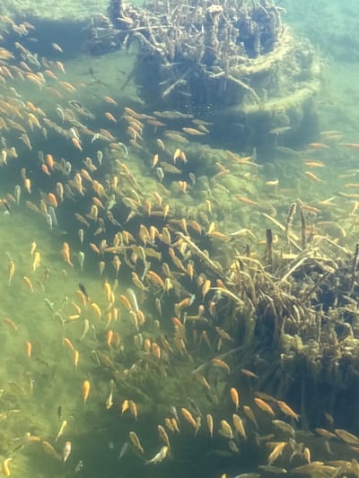 The image displays a dense aggregation of small to medium-sized fish, primarily orange-gold in coloration, with some lighter or silvery individuals, swimming in clear to moderately turbid greenish-brown water. The fish are active, dispersed throughout the visible water column, and orienting in various directions. Submerged aquatic vegetation, consisting of fibrous plant matter and several upright reedy stalks, is visible, particularly dense in the upper-right and central-right areas of the frame. A heavily encrusted, possibly cylindrical or rounded object, appears submerged amidst the vegetation in the upper-right quadrant. Natural light illuminates the scene from above. No people are visible. The location is Зеленогорское сельское поселение, Ukraine.