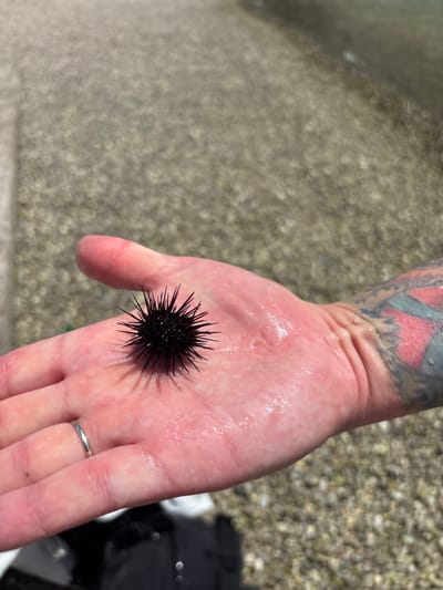 A person's right hand, adorned with a silver ring on the ring finger and a tattoo covering the lower arm, holds a black sea urchin. The hand appears wet, with water droplets visible on the skin. The background features a beach with small pebbles, suggesting a seaside location. The image was likely taken in Neum, Bosnia and Herzegovina.
