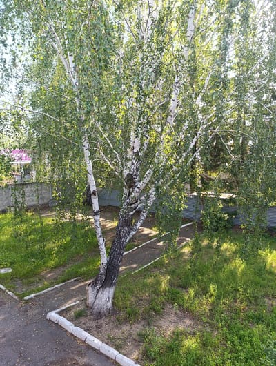 This is a high-angle, eye-level photograph of a birch tree with white bark and green leaves. The tree is the primary subject, dominating the center of the frame. Its branches spread out, with many leaves obscuring the background. The tree is situated on a patch of ground with sparse grass and some dirt. To the left and right of the tree, there are paved pathways with white borders. A grey concrete fence runs horizontally across the mid-ground, with a corrugated metal fence behind it. In the upper left corner, a small portion of a building with a pink roof is visible. The scene is outdoors, with sunlight dappling through the leaves of the tree, casting shadows on the ground. The environment appears to be a residential or semi-public area, possibly a yard or a side street in the city of Tugulym, Russia. There are no people or animals visible in the image, and no specific actions or interactions are depicted. The overall impression is one of a quiet, summery day.