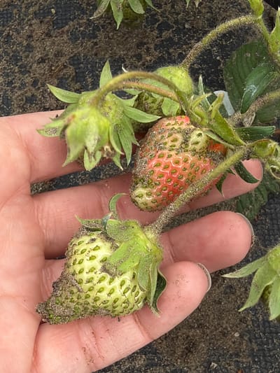 A close-up image shows a hand holding strawberry plants bearing unripe strawberries. The strawberries are mostly green with some reddish coloration on one fruit, and all are covered in dirt/sand. The hand is slightly dirty. The background appears to be a black weed barrier fabric with soil underneath. There's no indication this image was taken in Kamyshin, Russia, and no other specific location is identifiable.