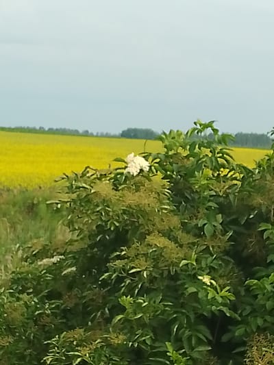 The image captures an outdoor scene in Свіслацкі сельскі Савет, Belarus. The foreground is dominated by lush green foliage of a dense bush, with clusters of small, pale flowers visible among the leaves. A larger, white flower bloom is prominently featured on the right side of the bush. In the background, a vast field of bright yellow flowers stretches towards a distant treeline. The sky above is overcast with a pale gray hue. The perspective suggests the photograph was taken at eye level.