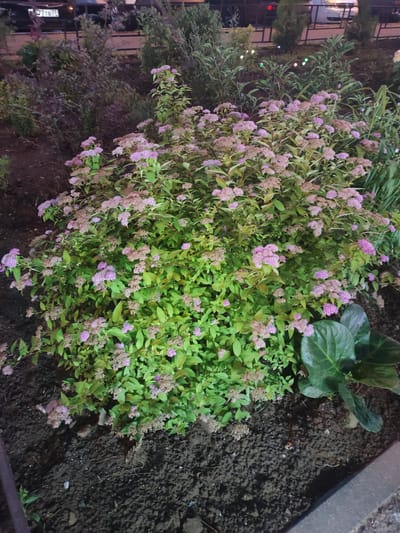 A dense, flowering shrub with small pinkish-purple blossoms and green leaves is centered in the frame, growing from dark soil. The shrub occupies the majority of the image, obscuring most of the background. To the right of the shrub, a large, glossy green leaf is visible. In the background, out of focus, are other plants, a black metal fence, and the indistinct shapes of vehicles. A license plate with Cyrillic characters "77 TB 77" is partially visible on one of the vehicles. The scene appears to be an outdoor urban setting, possibly a park or landscaped area, in Shchyolkovo, Russia, judging by the license plate. The lighting suggests it might be dusk or nighttime, with some subtle colored lights visible in the background, possibly decorative.