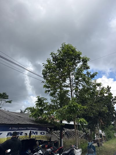 The image captures a scene outside a building with a corrugated metal roof, possibly a workshop or small business, in Susut, Indonesia. A banner with the text "A Step Ahead Technology" and "Service Ganti Oli & Sp" is partially visible on the front of the building. A person wearing a black hooded jacket stands with their back to the camera, facing the banner and the building. Several motorcycles are parked in front of the building, one of which is partially visible on the left side of the frame with a white and red body. A large tree with dense green foliage dominates the center of the image, extending upwards towards a cloudy sky. The sky is a mix of dark, heavy clouds on the left and lighter, broken clouds with patches of blue sky on the right. Several power lines are strung across the upper portion of the image. The overall environment appears to be semi-rural, with vegetation visible behind the building.