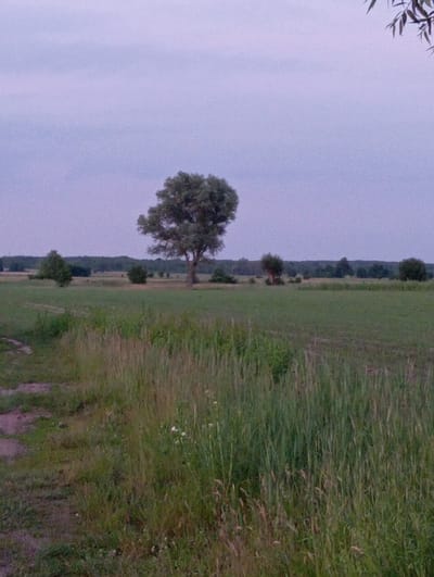 The image depicts a landscape view in Wiktorów, Poland. The scene is dominated by a vast, open field covered in green grass. In the background, a line of trees forms a dark horizon against a pale, muted sky. A prominent, solitary tree stands in the mid-ground, its dark foliage contrasting with the lighter hues of the sky and field. The overall atmosphere is serene and rural, suggesting a natural, undeveloped environment. The lighting indicates it is either dawn or dusk, with a soft, diffused light casting subtle shadows.