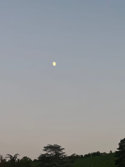 An image depicts the moon positioned in the upper center of a pale blue sky, appearing as a bright, small orb against the gradient of the fading daylight. Below the moon, a silhouetted landscape of trees and vegetation forms the lower portion of the scene. The foliage is dark and indistinct, suggesting it is either evening or dawn. The overall impression is one of a serene, natural setting, likely captured from an elevated viewpoint overlooking rolling hills or vineyards, characteristic of the Rhine valley region where Nierstein, Germany is located. The sky transitions from a clear, light blue at the top to a lighter, muted hue towards the horizon, indicating a twilight hour. The image is devoid of any human presence or activity.