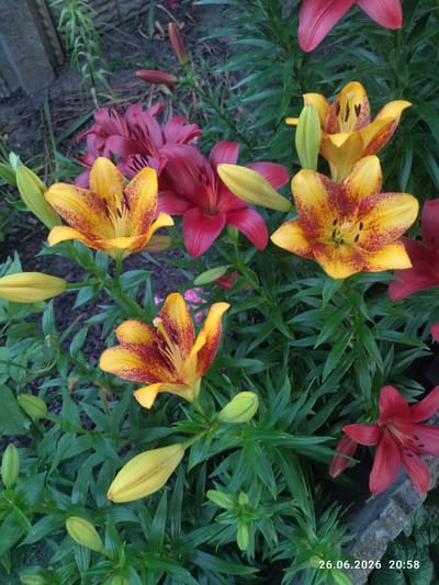 The image shows a close-up view of several lilies blooming in a garden. The lilies are a mix of yellow with red speckles and deep red colors. Some buds are also visible, along with lush green foliage. In the background, a rough-hewn gray stone is visible, and a wooden fence post with some greenery is partially present on the left side of the frame. The scene is likely outdoors, and the timestamp "26.06.2026 20:58" is overlaid on the bottom right corner, suggesting this is a photograph taken on that date and time. The image does not depict any people or actions.