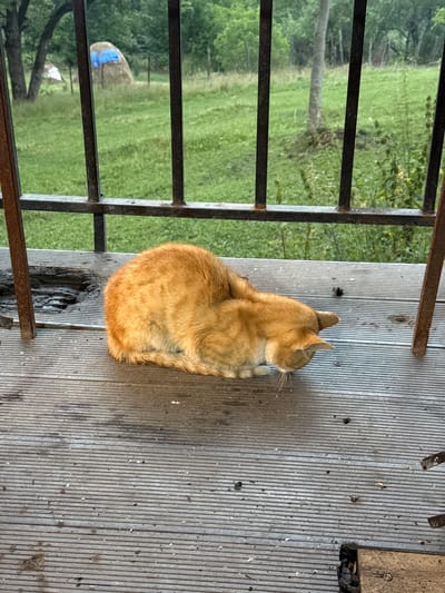 An orange cat is curled up on a weathered wooden porch overlooking a green field. The porch has metal railings that are rusted in places. In the field, there is a haystack covered with a blue tarp, and trees and foliage can be seen in the background. The overall scene suggests a rural or semi-rural environment, possibly on the outskirts of the city of Sis, Azerbaijan. The lighting indicates it is daytime, likely overcast or early morning/late afternoon due to the soft light. There are no people visible in the image.