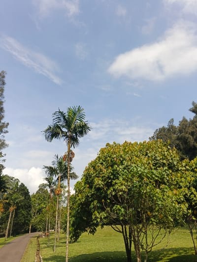 A serene park scene under a bright sky dotted with wispy clouds. A paved path curves along the left, lined with tall, slender palm trees bearing clusters of brown fruit. Lush green grass stretches across the lower portion, bordered by a large, leafy tree on the right. In the background, a variety of other trees add depth and texture to the landscape, creating a tranquil and natural setting.